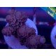 CHERRY BOMB ACROPORA