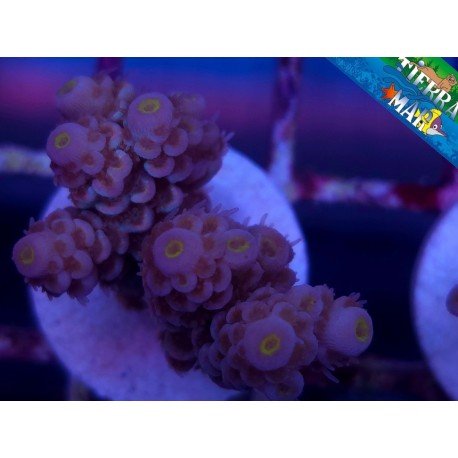 CHERRY BOMB ACROPORA