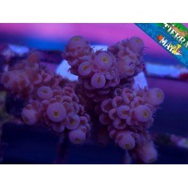 CHERRY BOMB ACROPORA