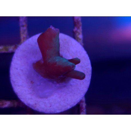 LUCK WITH DEEP WATER ACRO
