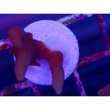 LUCK WITH DEEP WATER ACRO