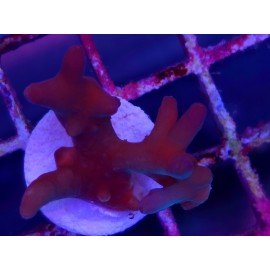 LUCK WITH DEEP WATER ACRO