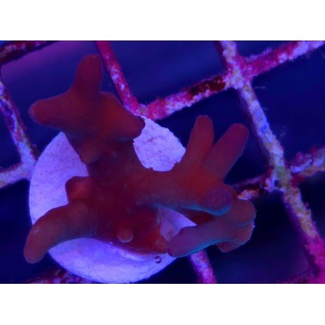 LUCK WITH DEEP WATER ACRO