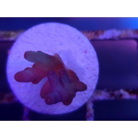 LUCK WITH DEEP WATER ACRO