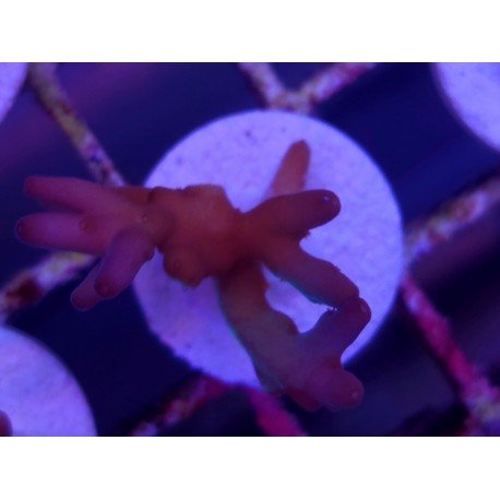 LUCK WITH DEEP WATER ACRO
