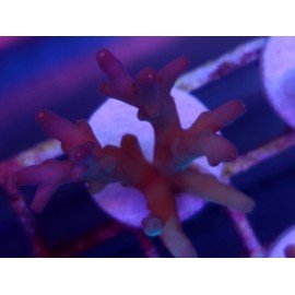 LUCK WITH DEEP WATER ACRO