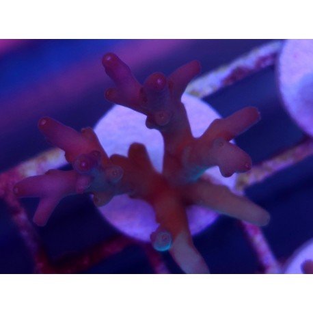 LUCK WITH DEEP WATER ACRO