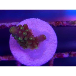 ACROPORA SECALE