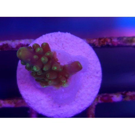 ACROPORA SECALE