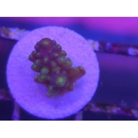 ACROPORA SECALE