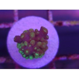 ACROPORA SECALE