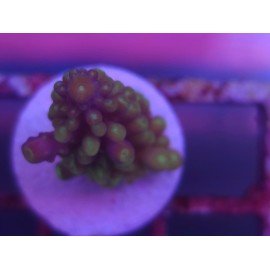 ACROPORA SECALE