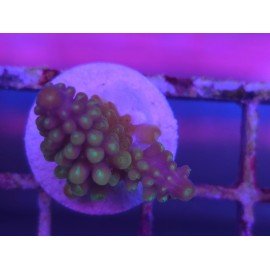 ACROPORA SECALE