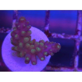 ACROPORA SECALE
