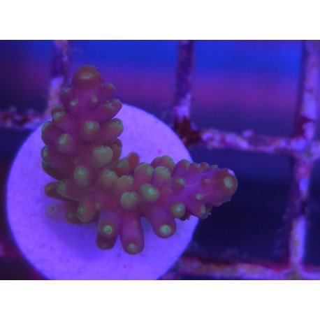 ACROPORA SECALE