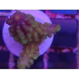 ACROPORA SECALE