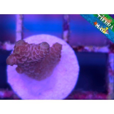 MILLEPORA PINK