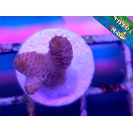 MILLEPORA PINK