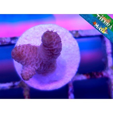 MILLEPORA PINK