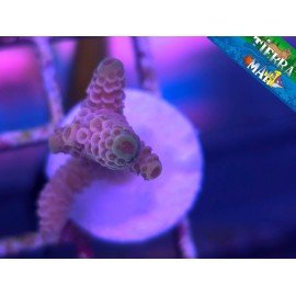 MILLEPORA PINK