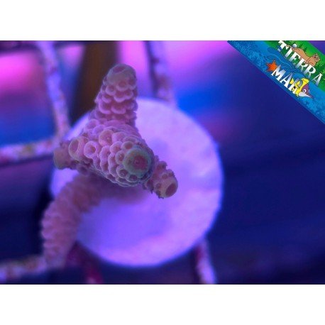 MILLEPORA PINK