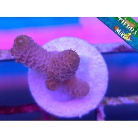 MILLEPORA PINK