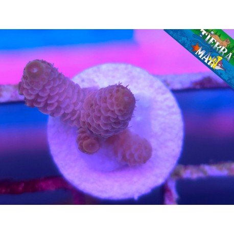 MILLEPORA PINK