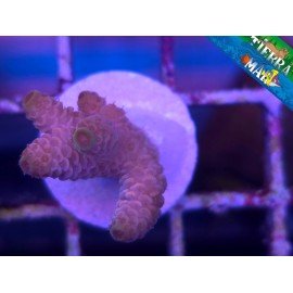 MILLEPORA PINK