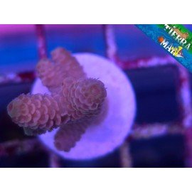 MILLEPORA PINK