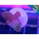 MILLEPORA PINK