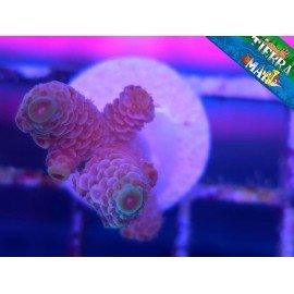 MILLEPORA PINK