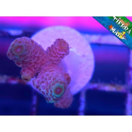 MILLEPORA PINK