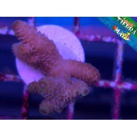 MILLEPORA PINK