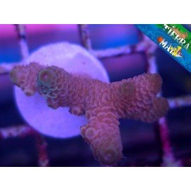 MILLEPORA PINK