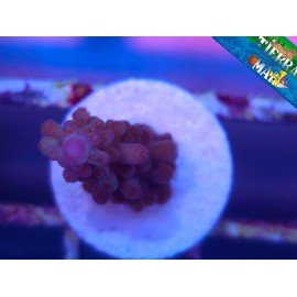 NASUTA ACRO