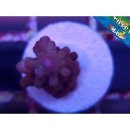 NASUTA ACRO