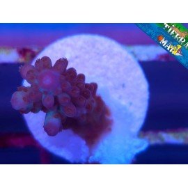 NASUTA ACRO