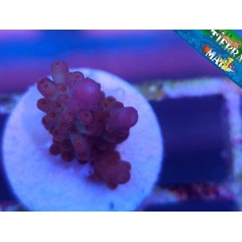 NASUTA ACRO