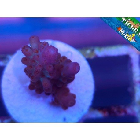 NASUTA ACRO