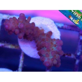 NASUTA ACRO