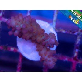 NASUTA ACRO