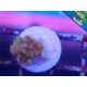 pop corn acro
