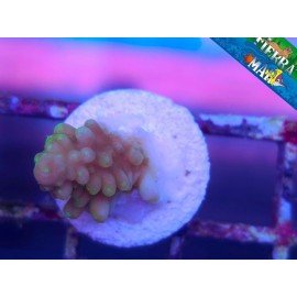 pop corn acro