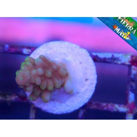 pop corn acro