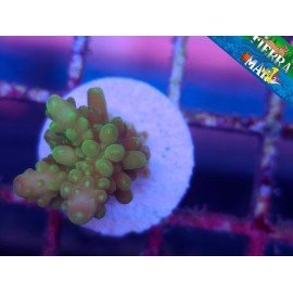 pop corn acro
