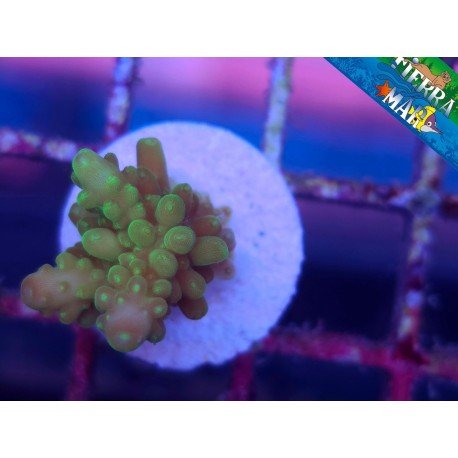 pop corn acro
