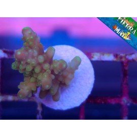 POP CORN ACRO