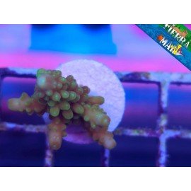 POP CORN ACRO
