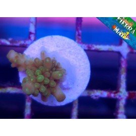 POP CORN ACRO