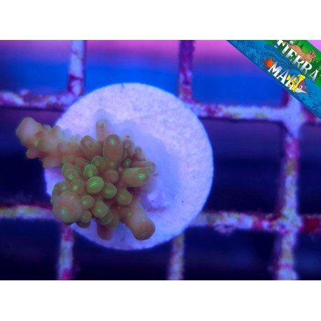 POP CORN ACRO